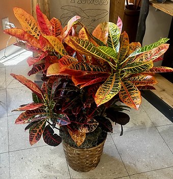 8\" Croton Plant
