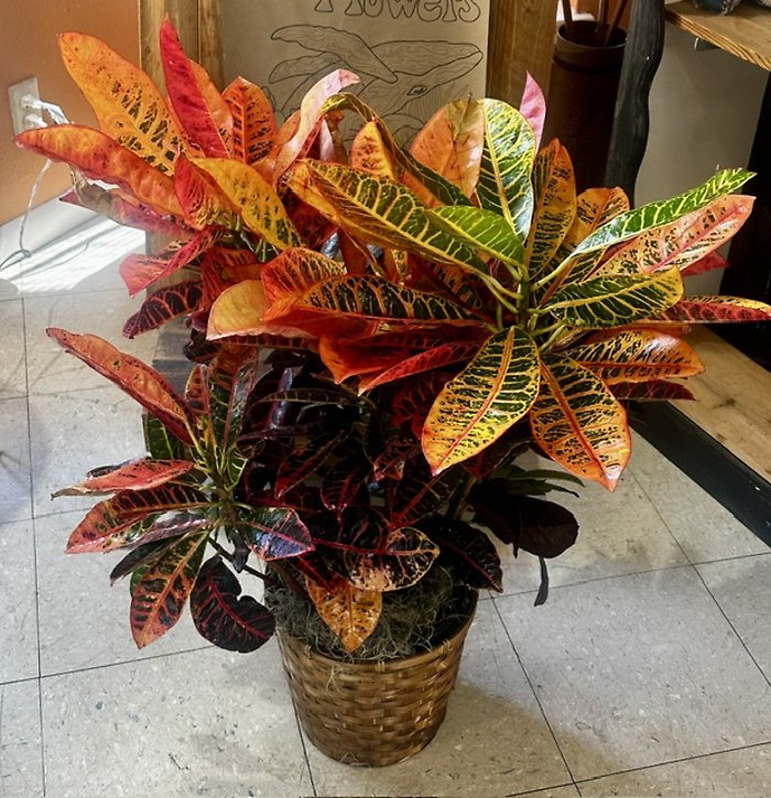 8\" Croton Plant