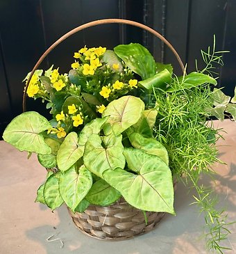 Small Dish Garden