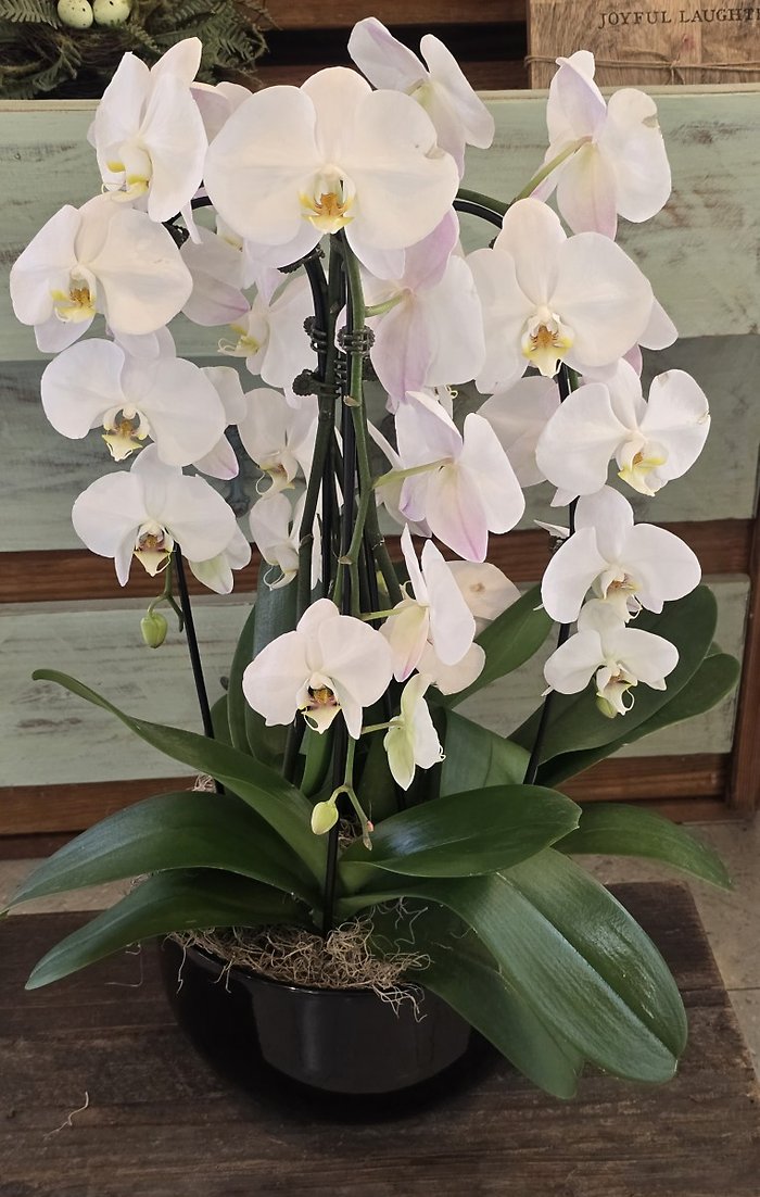 Cascading orchids
