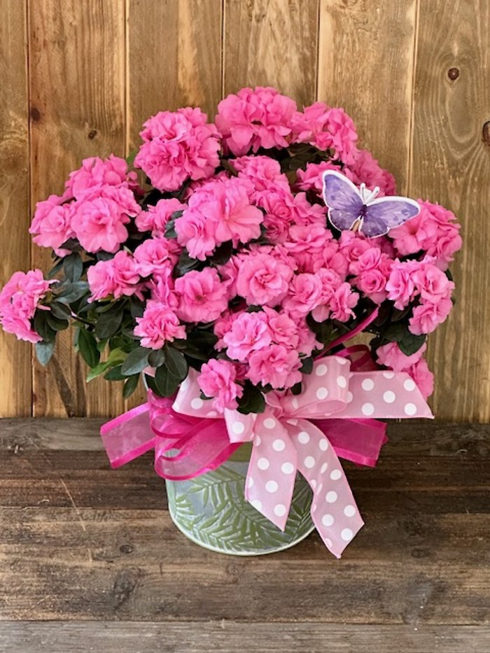 Mother\'s Day Azalea