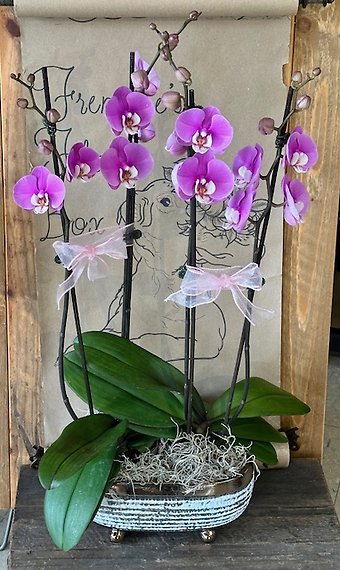 Luscious Lavender Orchids