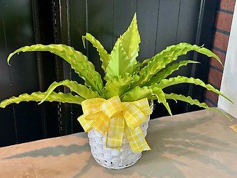 Birds Nest Fern
