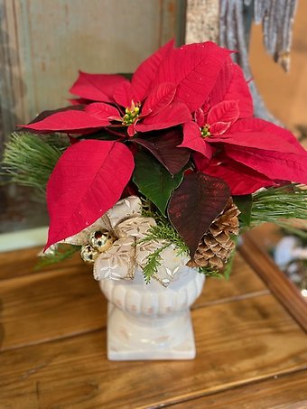 Pixie Poinsettia