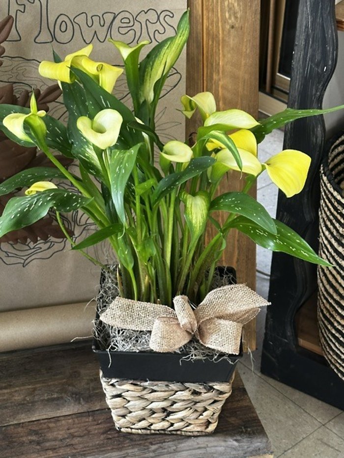 Sunshine Calla Lilies