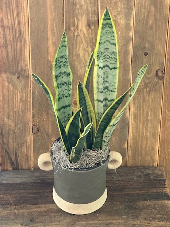 Stately Snake Plant
