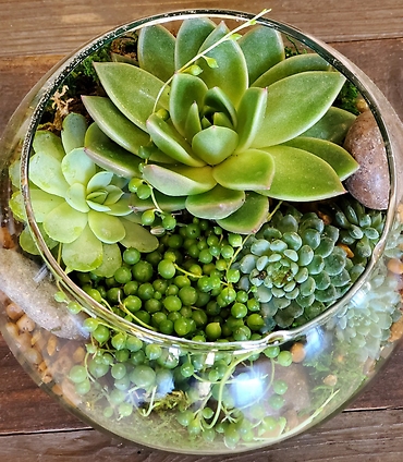 Succulent Bubble Bowl