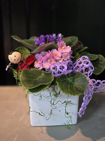 Woodland Violets