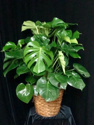 10\" Philodendron Monstera