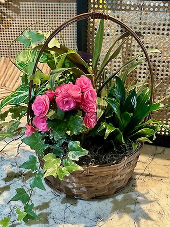 Large Dish Garden