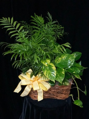 Designers Choice Double Green Plant Basket
