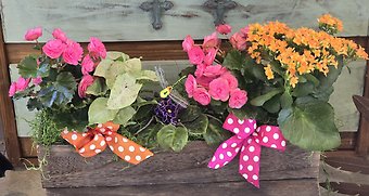 Blooming parade plant basket