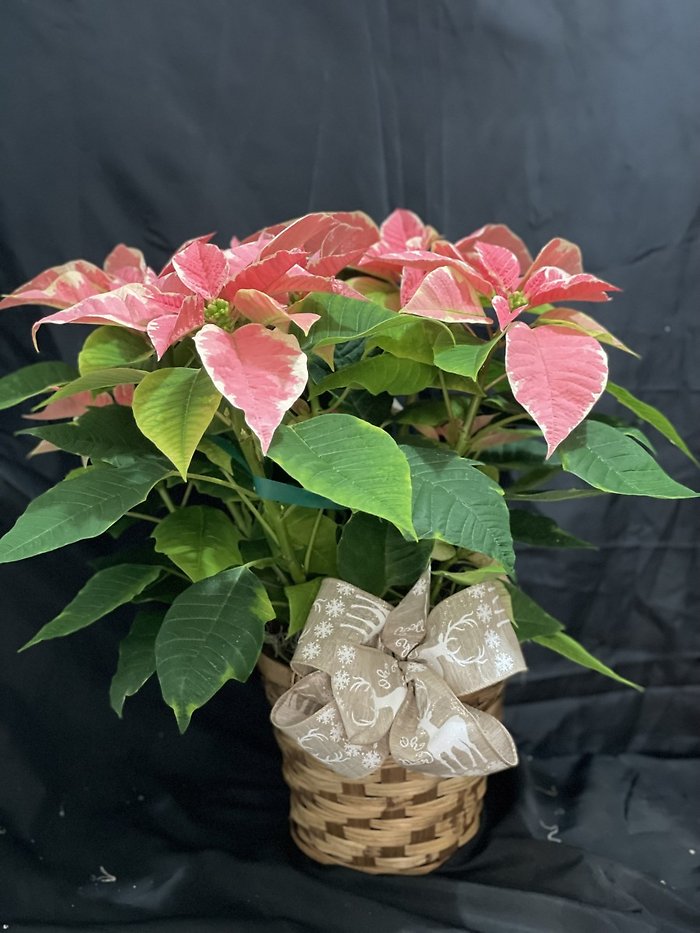 6 inch Monet Poinsettia