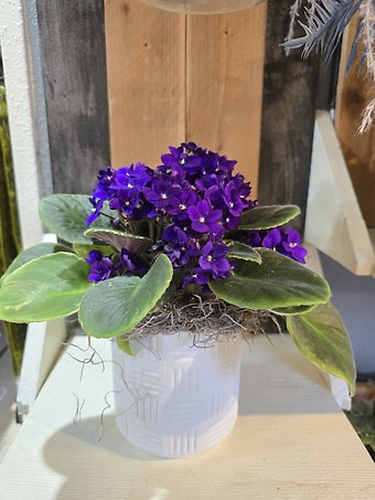 Merry violet plant