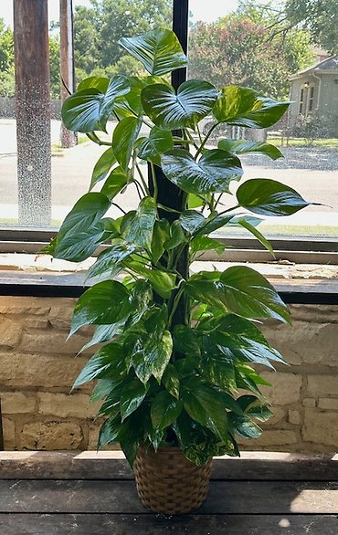 Texas Sized Pothos Pole Ivy