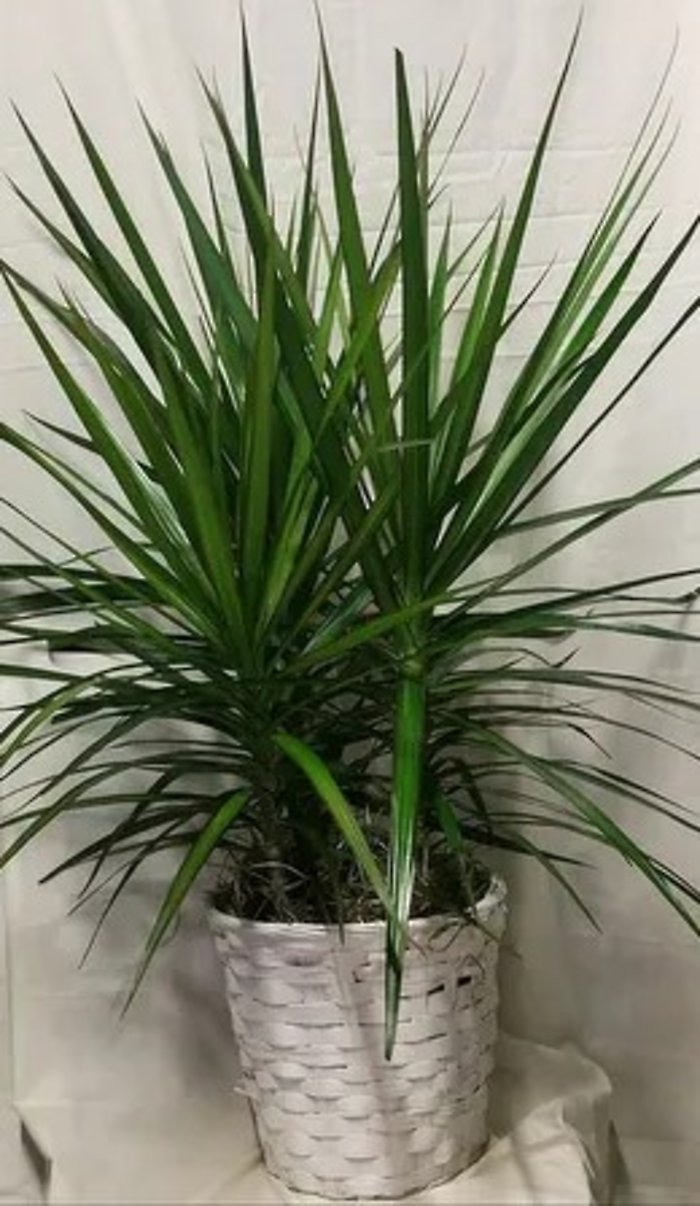 Dracaena Marginata 8 inch