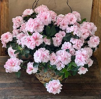 Azaleas