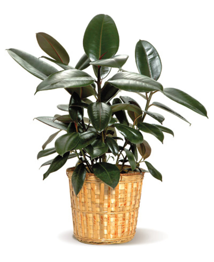 10\" Rubber Plant