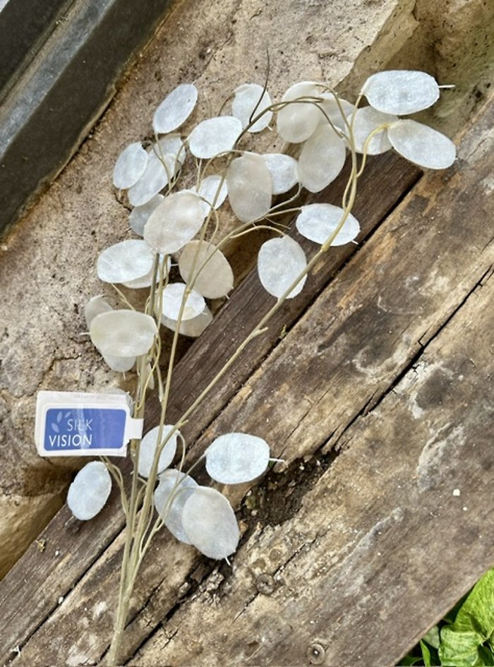Silver dollar spray